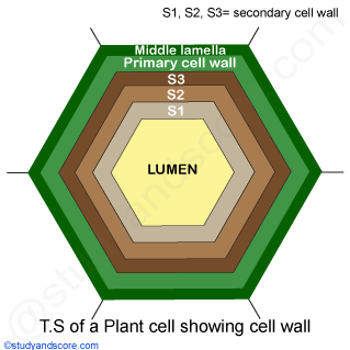 cell wall, plant cell, lumen, middle lamella, secondary cell wall, primary cell wall, S1, S2, S3